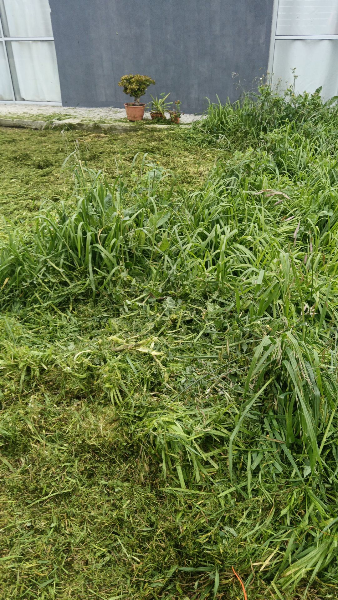 Corte de pasto